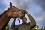 Belgisch Warmbloedpaard (Equus ferus caballus)