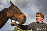 Belgian Warmblood (Equus ferus caballus)