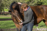 Belgisch Warmbloedpaard (Equus ferus caballus)