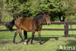 Belgisch Warmbloedpaard (Equus ferus caballus)