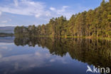 Scots Pine (Pinus sylvestris)