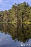 Scots Pine (Pinus sylvestris)