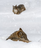 Grey Wolf (Canis lupus)