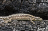 Wall Lizard (Podarcis muralis)