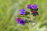 Mountain Lungwort (Pulmonaria montana)