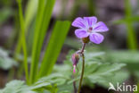 Robertskruid (Geranium robertianum)