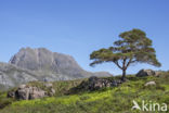 Loch Maree