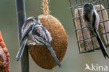 Long-tailed Tit (Aegithalos caudatus)