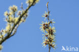 witch hazel gall aphid (Hamamelistes spinosus)