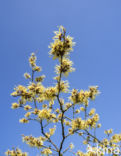 witch hazel gall aphid (Hamamelistes spinosus)