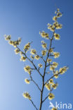 witch hazel gall aphid (Hamamelistes spinosus)