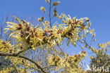 witch hazel gall aphid (Hamamelistes spinosus)