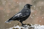 Eurasian Jackdaw (Corvus monedula)