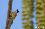 Hazelaar (Corylus avellana)