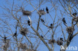 Great Cormorant (Phalacrocorax carbo)