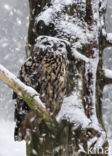 Eurasian Eagle-Owl (Bubo bubo)