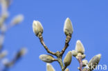 Magnolia (Magnolia spec.)