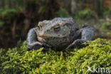 Gewone pad (Bufo bufo)