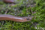 Hazelworm (Anguis fragilis)