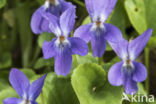 Viola sylvestris