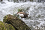 White-throated Dipper (Cinclus cinclus)