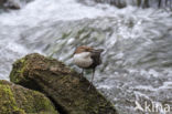 White-throated Dipper (Cinclus cinclus)