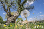 Gewone paardenbloem (Taraxacum officinale)