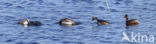 Black-necked Grebe (Podiceps nigricollis)