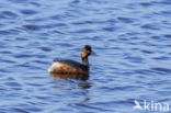 Geoorde Fuut (Podiceps nigricollis)