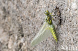 Broad-bodied Chaser (Libellula depressa)