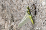 Platbuik (Libellula depressa)