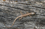 Wall Lizard (Podarcis muralis)