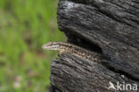 Wall Lizard (Podarcis muralis)