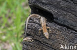 Wall Lizard (Podarcis muralis)