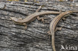 Muurhagedis (Podarcis muralis)