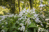 Ramsons (Allium ursinum)