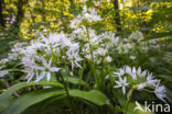 Ramsons (Allium ursinum)