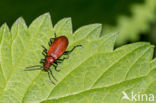 Roodkopvuurkever (Pyrochroa serraticornis)