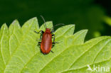 Roodkopvuurkever (Pyrochroa serraticornis)