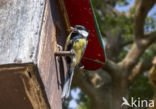 Koolmees (Parus major)