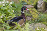 Wood duck (Aix sponsa)