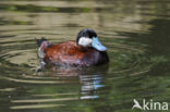 Ruddy Duck (Oxyura jamaicensis)