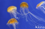 Japanese sea nettle (Chrysaora pacifica)