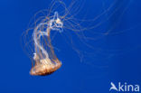 Japanese sea nettle (Chrysaora pacifica)