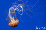 Japanese sea nettle (Chrysaora pacifica)