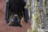 Lyle s flying fox (Pteropus lylei)