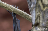 Lyle s flying fox (Pteropus lylei)