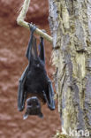 Lyle s flying fox (Pteropus lylei)