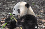 Giant Panda (Ailuropoda melanoleuca)