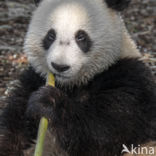 Giant Panda (Ailuropoda melanoleuca)